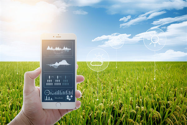 溫州種出2.1米高巨型水稻，精益生產(chǎn)怎么看？